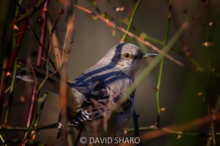 32454290054_1bec1e2a72_z